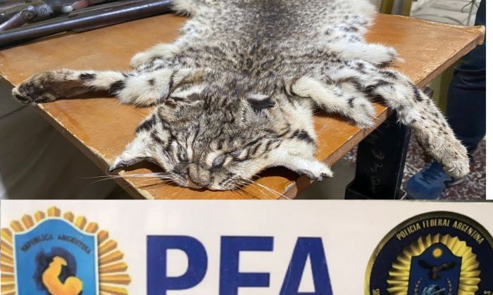 Maltrato animal - La Policía Federal Argentina desbarató una red de tráfico de fauna silvestre